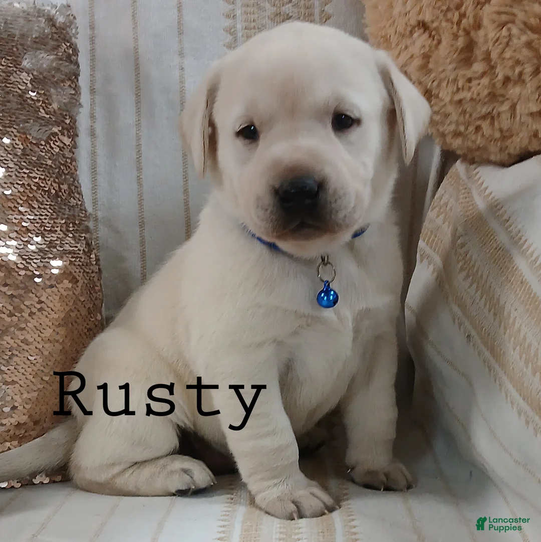 Labrador Retriever dogs for sale: RUSTY - Ad 3