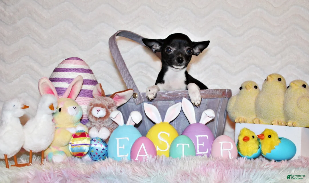 Chihuahua dogs for sale: Greer - Ad 1