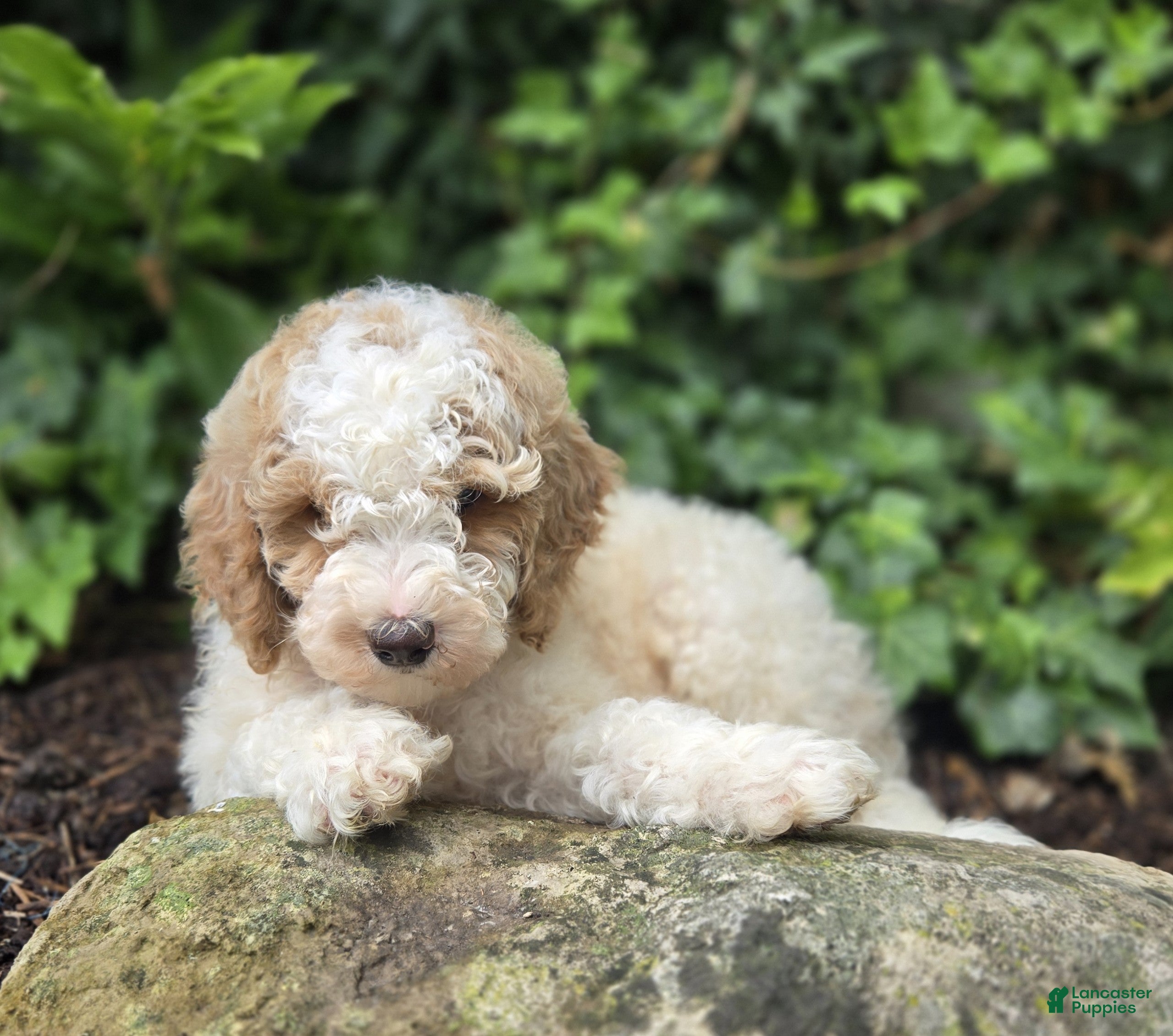 Bernedoodle dogs Connor - Ad 2