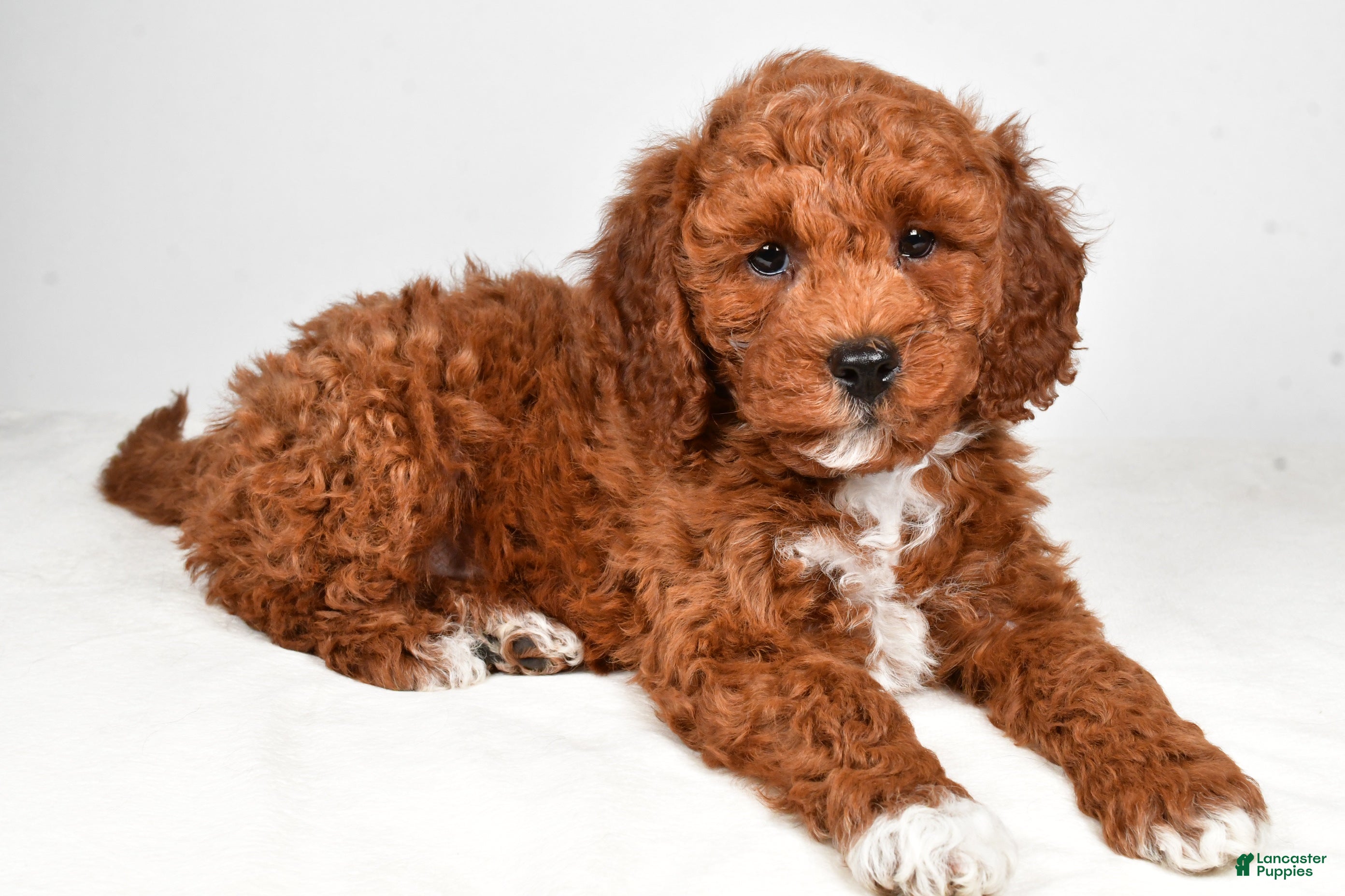 Mini Goldendoodle dogs Prince - Ad 1