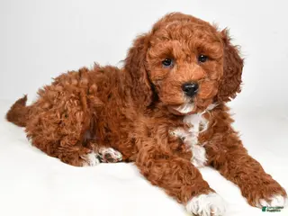 Mini Goldendoodle dogs for sale: Prince - Ad 4