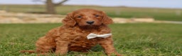 Goldendoodle dogs for sale: Cider - Ad 3