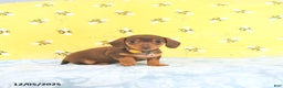 Miniature Dachshund dogs for sale: Penny - Ad 4