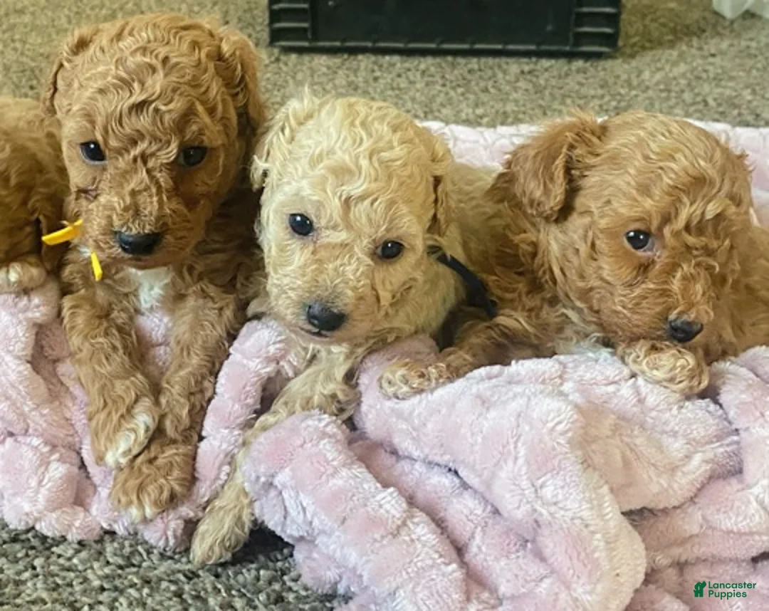 Toy Poodle dogs for sale: LITTLE ARCHIE - Ad 43