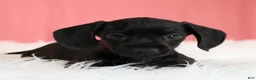 Miniature Dachshund dogs for sale: Cherry 🍒 - Ad 9