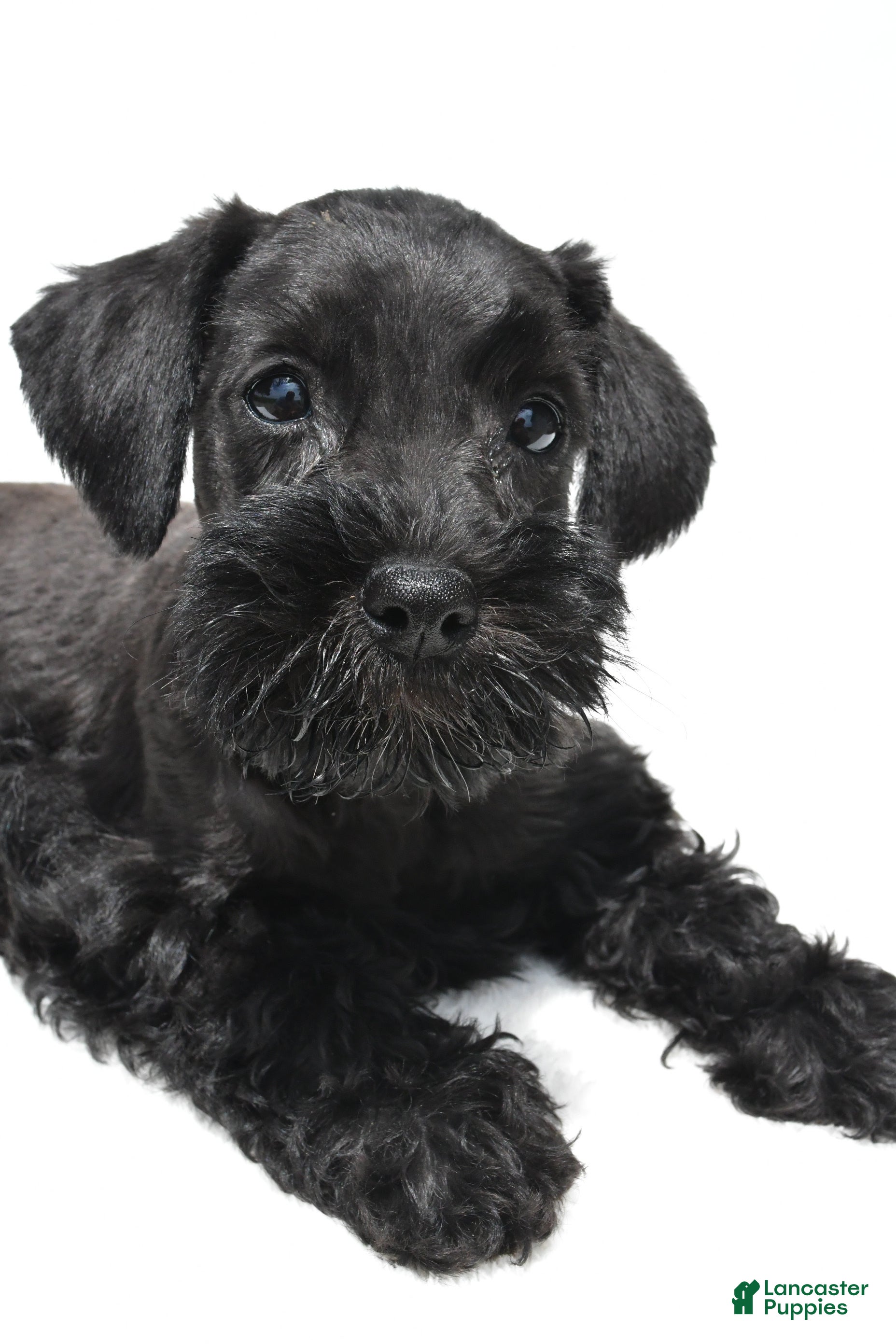 Schnoodle dogs Ellie - Ad 2