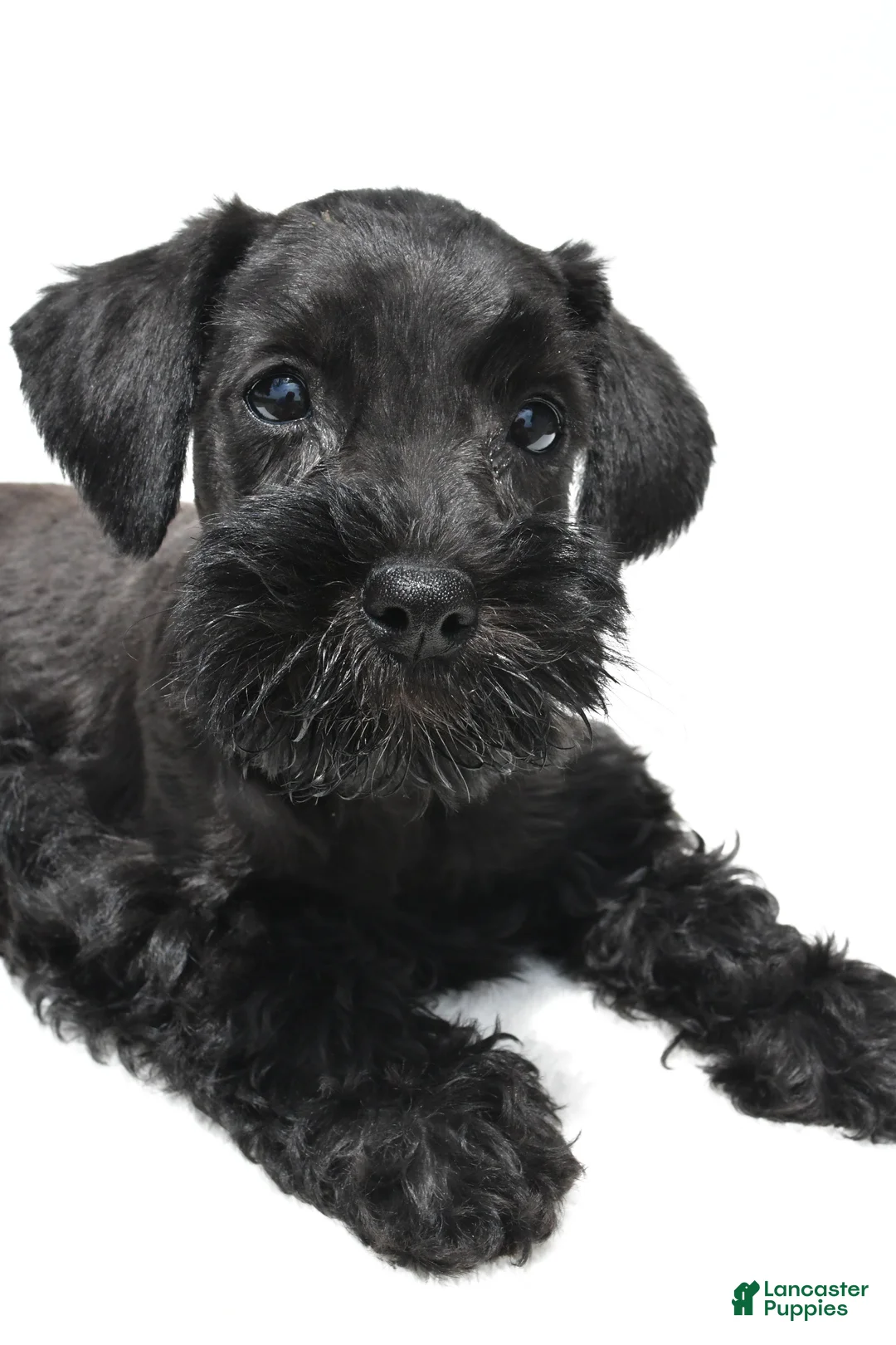 Schnoodle dogs for sale: Ellie - Ad 2