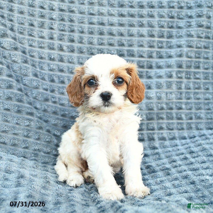 Cavapoo dogs Nessa - Ad 1