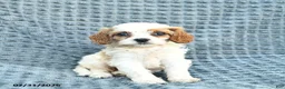 Cavapoo dogs for sale: Nessa - Ad 1