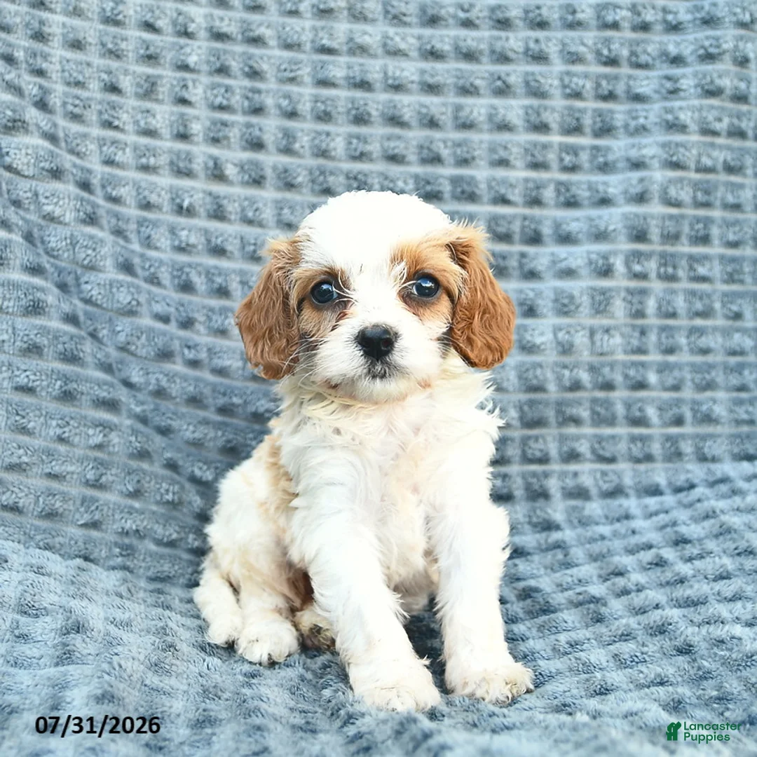 Cavapoo dogs for sale: Nessa - Ad 1