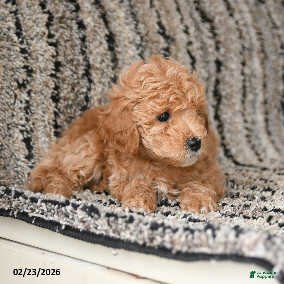 Bichpoo dogs for sale: Flower - Ad 4