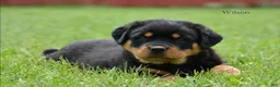 Rottweiler dogs for sale: Wilson - Ad 2