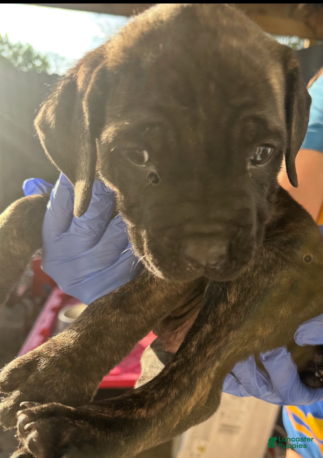 Cane Corso dogs Cane Corso Puppy 1 - Ad 5