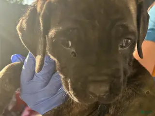 Cane Corso dogs Cane Corso Puppy 1 - Ad 5