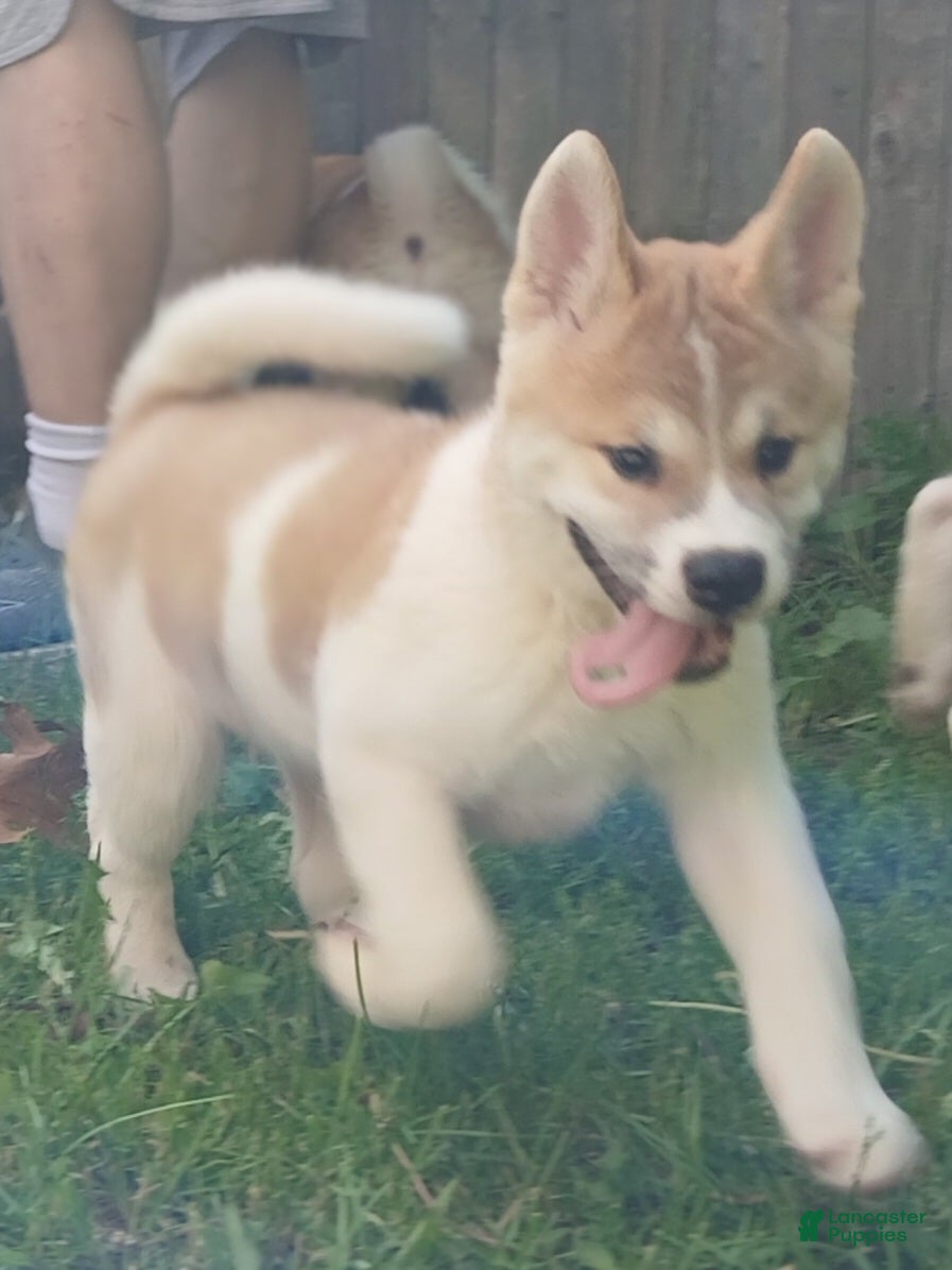 Akita dogs Willow - Ad 2