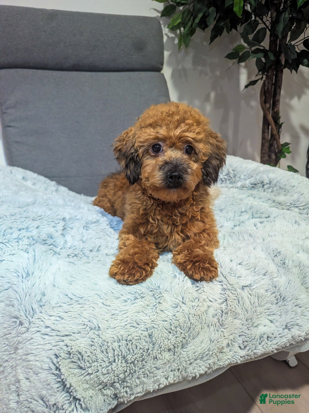 Havapoo dogs for sale: Bailey - Ad 6