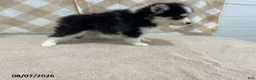 Pomsky dogs for sale: Pogo - Ad 3