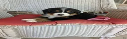 Bernese Mountain Dog dogs for sale: Cinderella - Ad 1