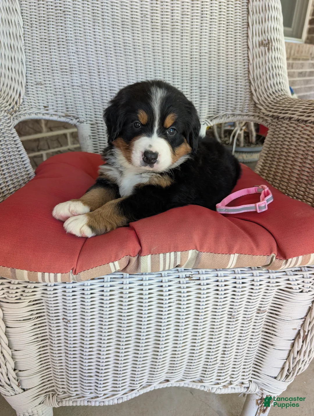 Bernese Mountain Dog dogs for sale: Cinderella - Ad 1