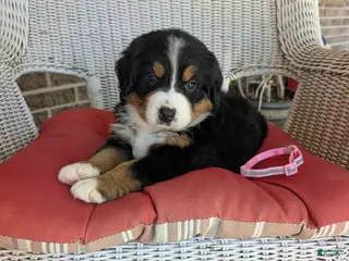Bernese Mountain Dog dogs for sale: Cinderella - Ad 4