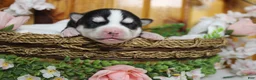 Siberian Husky dogs for sale: Storm  - Ad 2