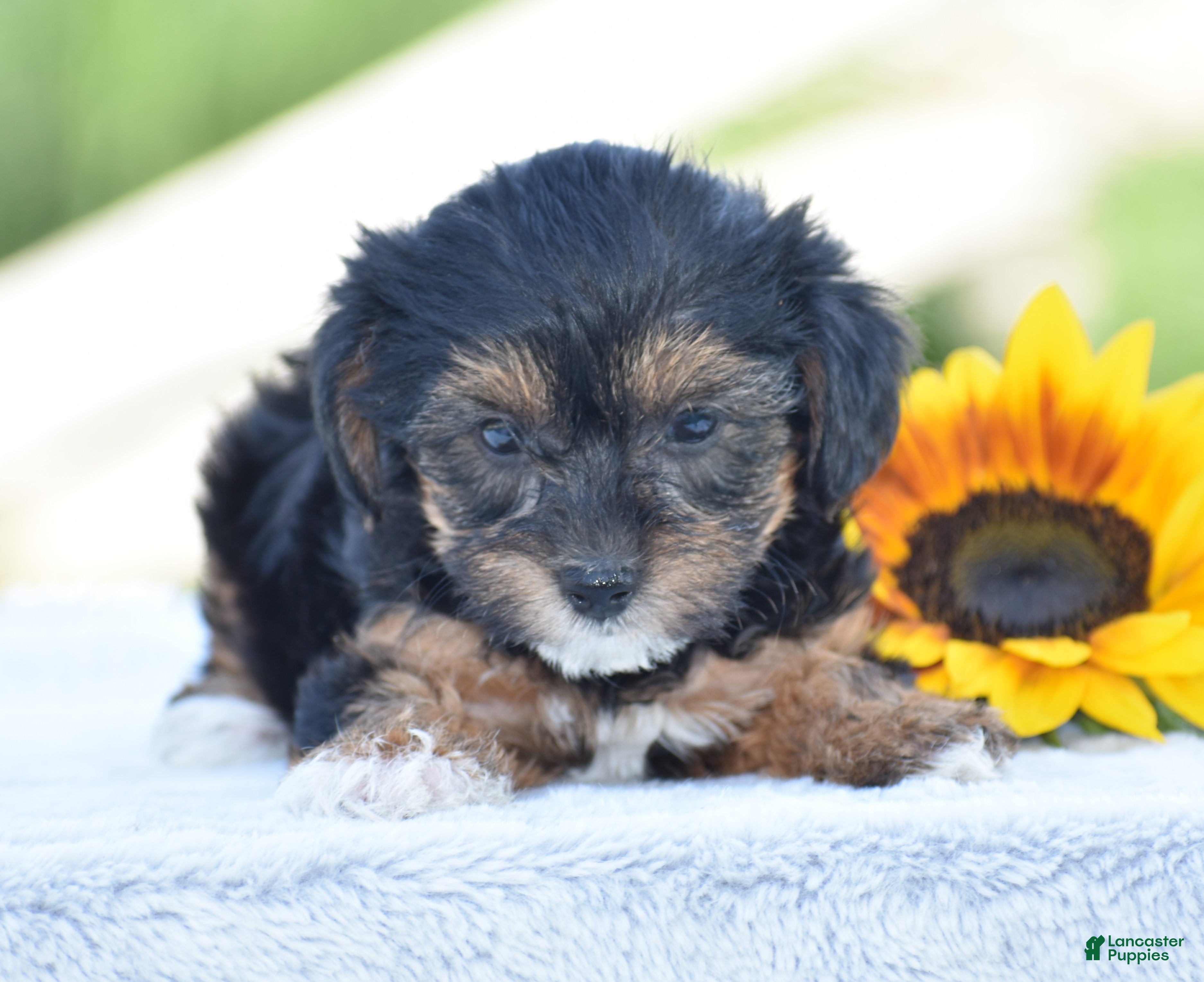 Yorkiepoo dogs Angie - Ad 1