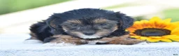 Yorkiepoo dogs for sale: Angie - Ad 1