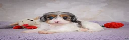 Cavapoo dogs for sale: Coco - Ad 7