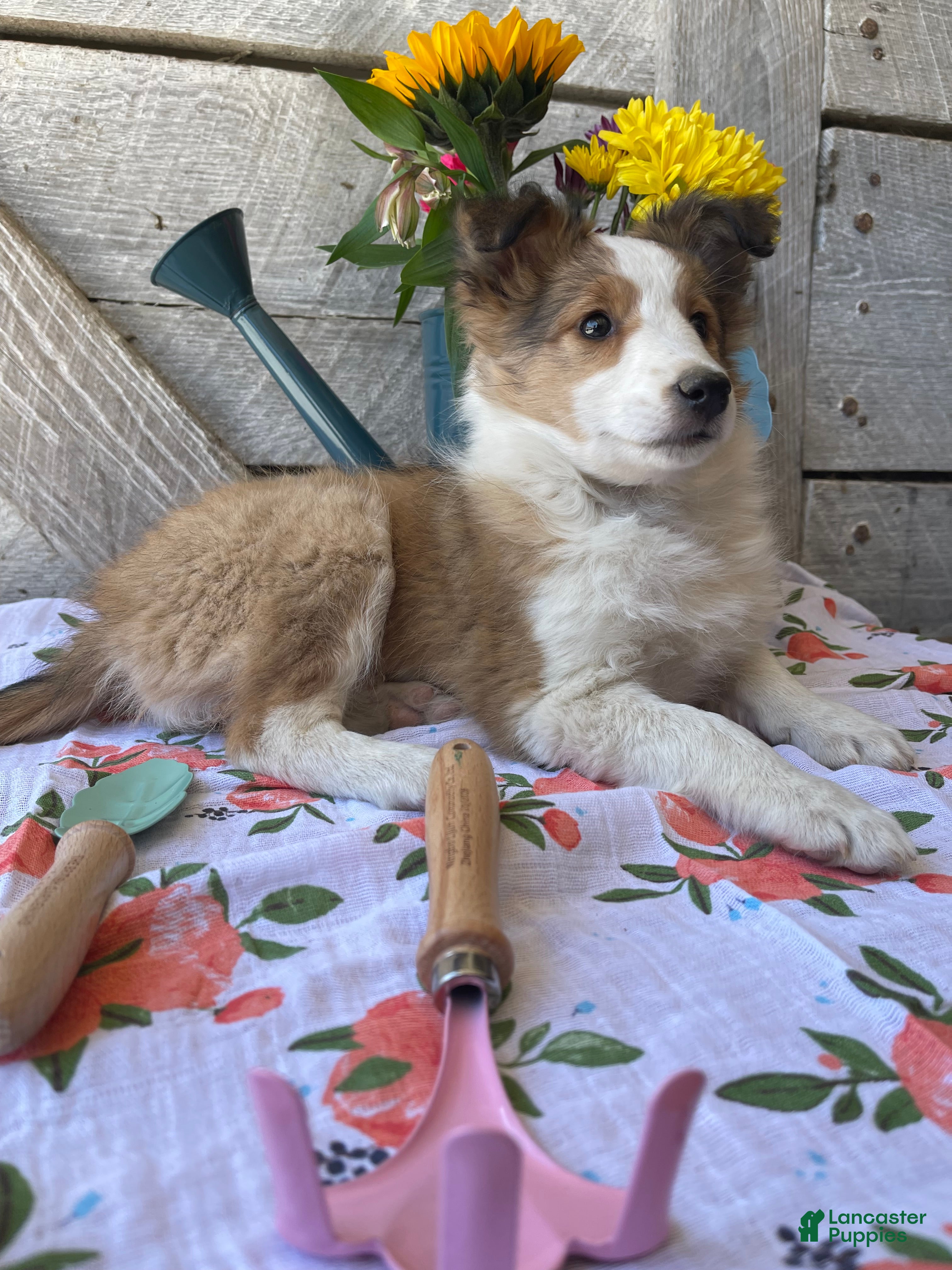 Shetland Sheepdog dogs BLOOM - Ad 1