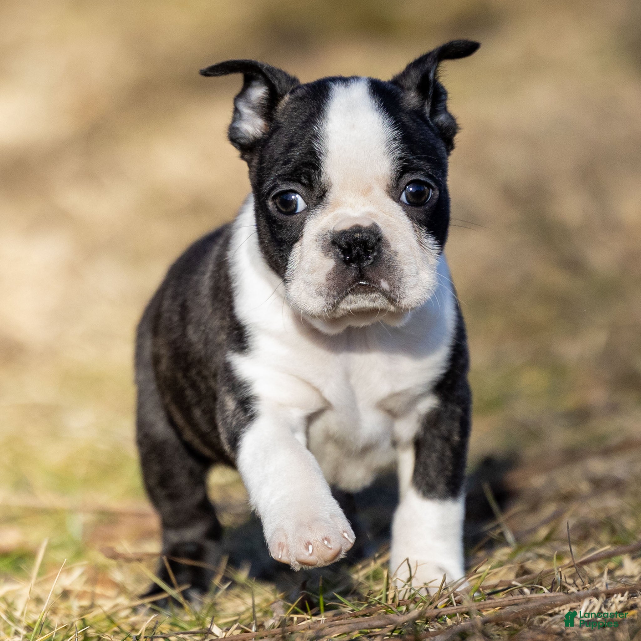 Boston Terrier dogs Mackey Boston Terrier Puppy  - Ad 2