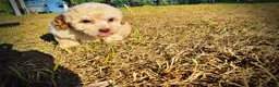 Havapoo dogs for sale: Luigi-Sale!!! - Ad 9