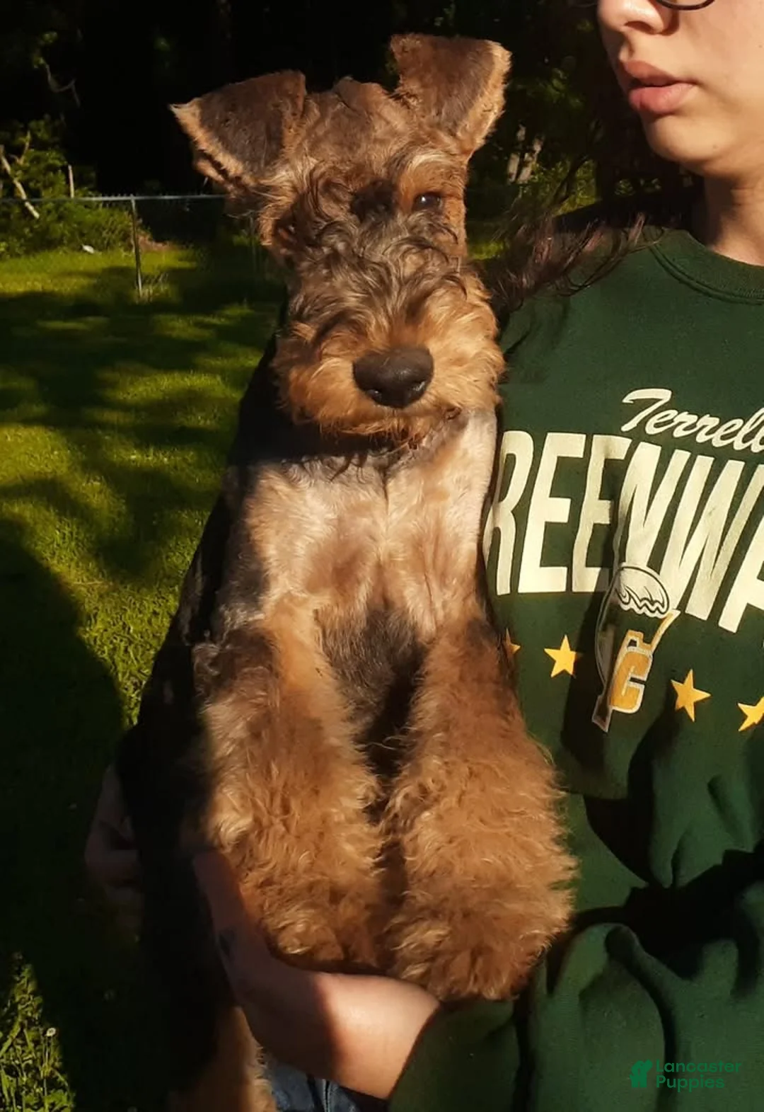 Airedale Terrier dogs for sale: Enchanted Airedales - Turquoise Girl - Ad 17