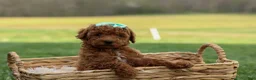 Miniature Poodle dogs for sale: Zaylee - Ad 4