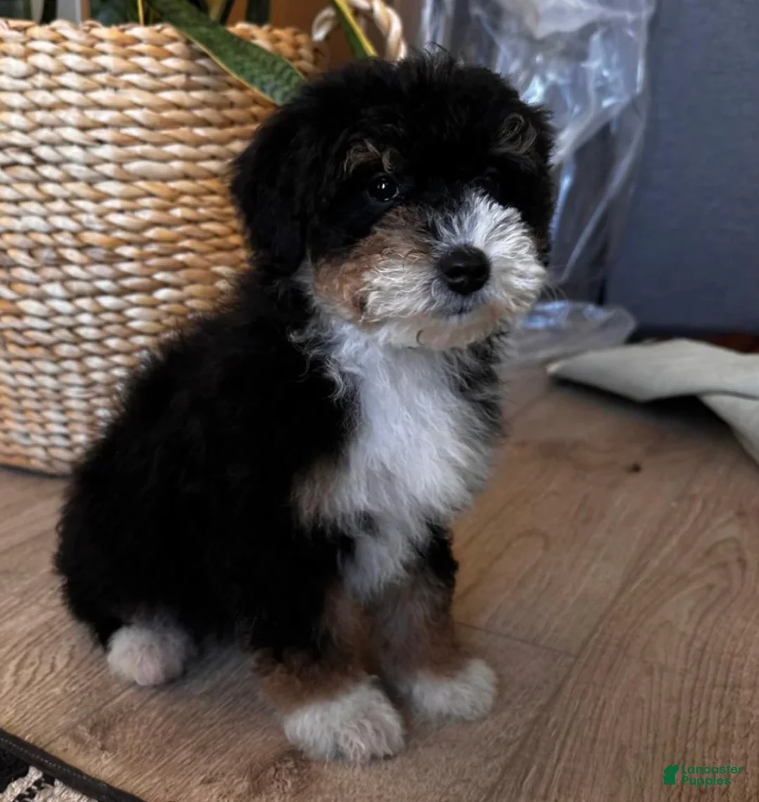 Bernedoodle dogs for sale: KYLO - Ad 2
