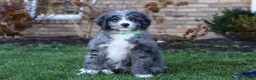 Bernedoodle dogs for sale: Logan  - Ad 2