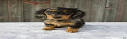 Miniature Dachshund dogs for sale: Madi - Ad 1