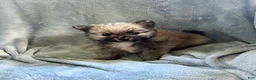 Pomeranian dogs for sale: TOBIS - Ad 3
