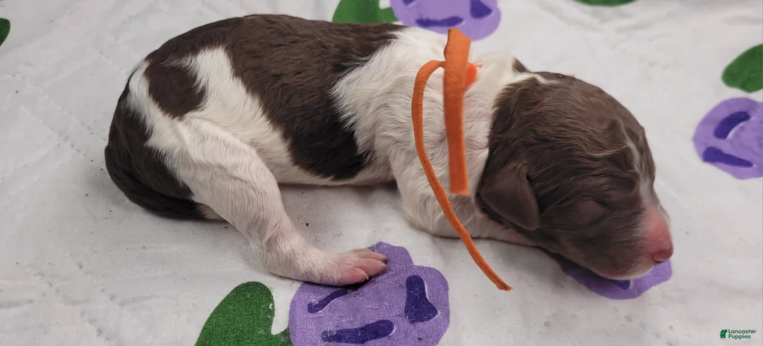 Labradoodle dogs for sale: *REDUCED* Goji - Ad 5