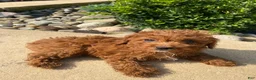 Cavapoo dogs for sale: Betty - Ad 9