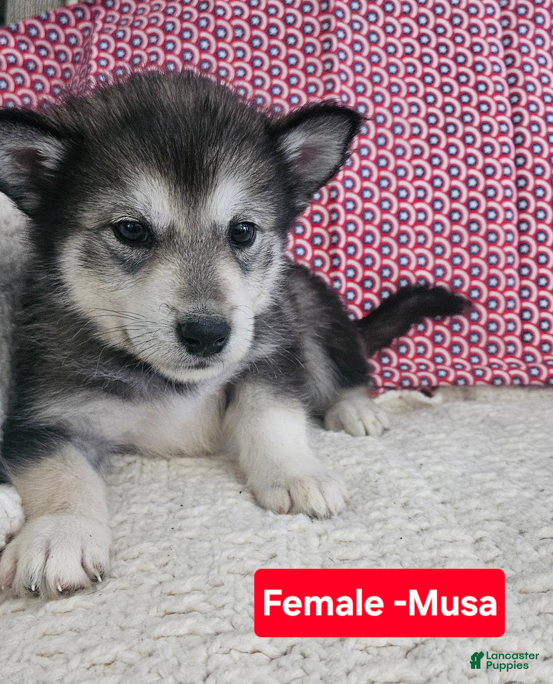Alaskan Malamute dogs Alaskan Malamute 4 - Ad 23