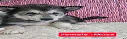 Alaskan Malamute dogs for sale: Alaskan Malamute 4 - Ad 1
