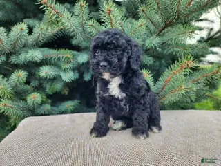 Mini Bernedoodle dogs Brock - Ad 31