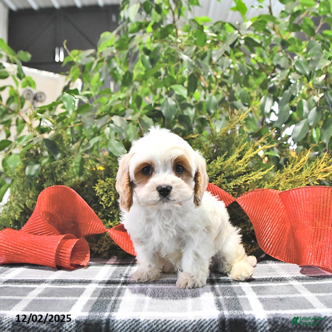 Cavapoo dogs for sale: Gracie - Ad 2