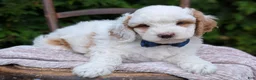 Mini Goldendoodle dogs for sale: Buddy - Ad 13