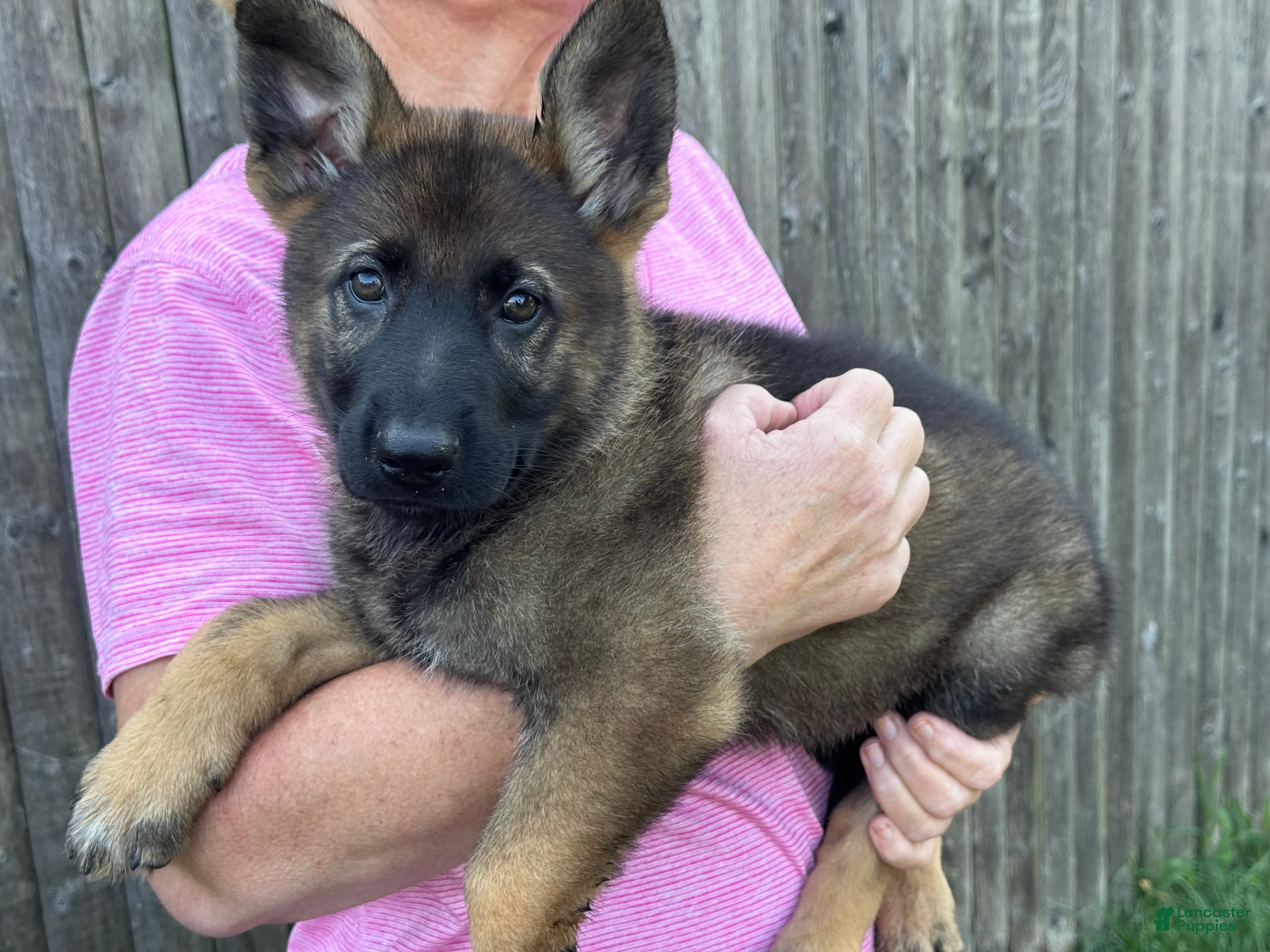 German Shepherd dogs Hudson - Ad 1