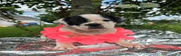 Olde English Bulldogge dogs for sale: Bonnie - Ad 2