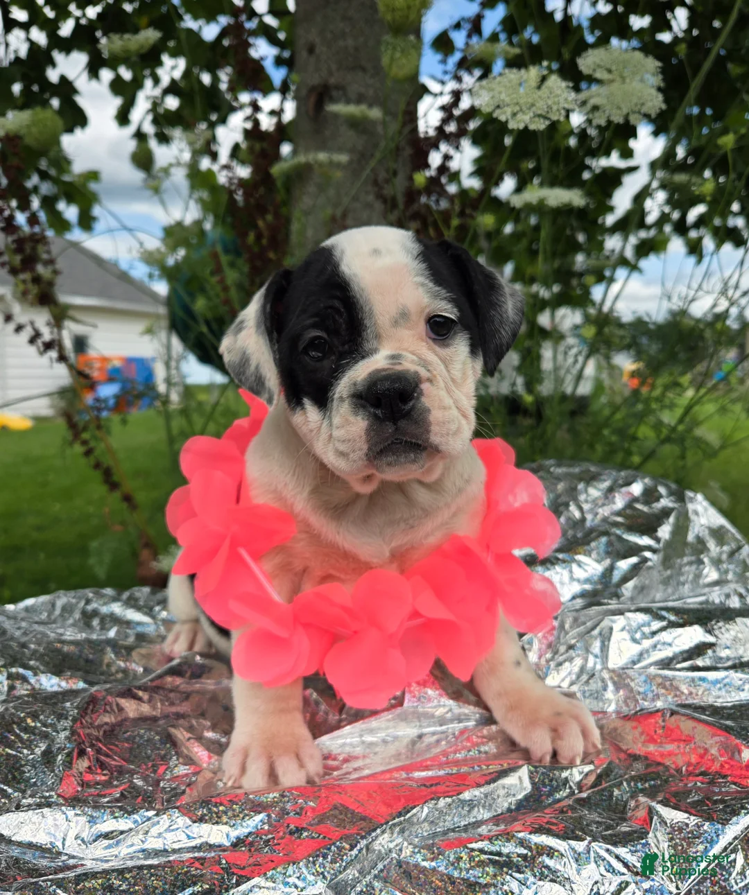 Olde English Bulldogge dogs for sale: Bonnie - Ad 2