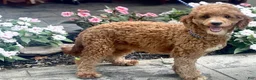 Mini Goldendoodle dogs for sale: Razzle - Ad 4