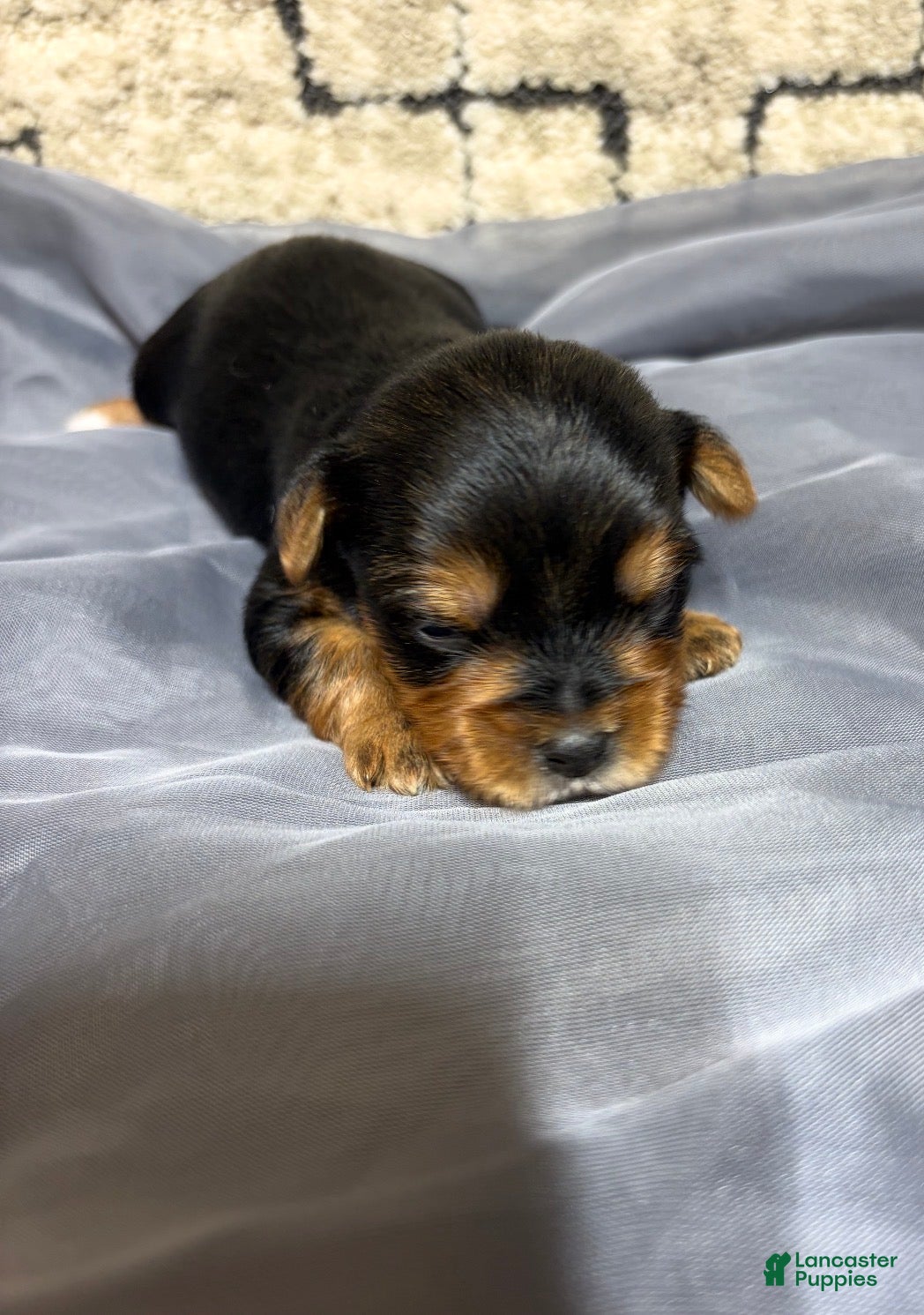 Yorkshire Terrier dogs for sale: Yorkshire Terrier 2 - Ad 3
