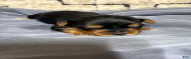 Yorkshire Terrier 2